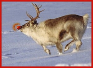 Rudolph the Red-Nosed Reindeer © Lomvi, Some Rights Reserved