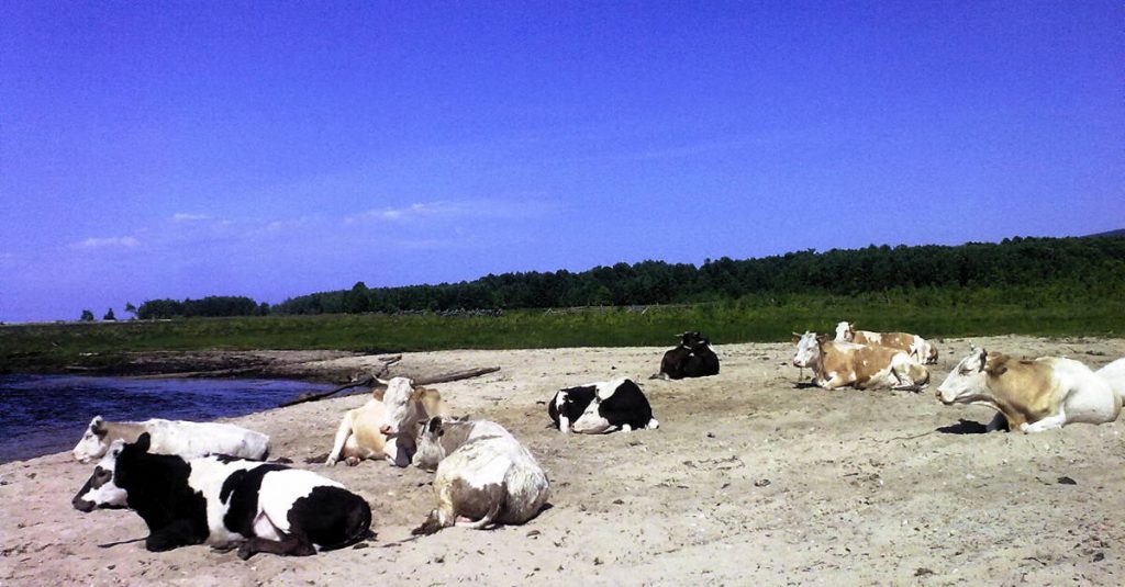 Kühe am Baikalsee
